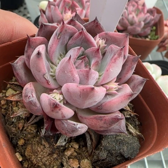 紫****英285黑天鹅一物一拍多肉