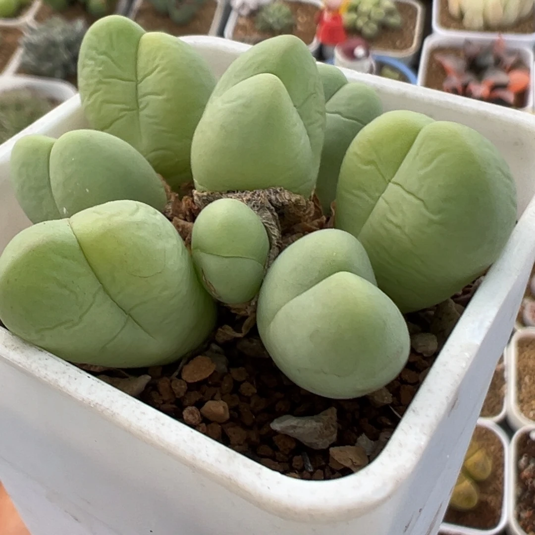 70多肉植物百科植物