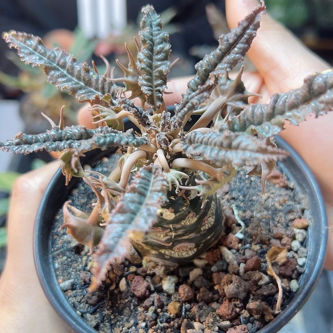 椰子琉桑叶展8公分