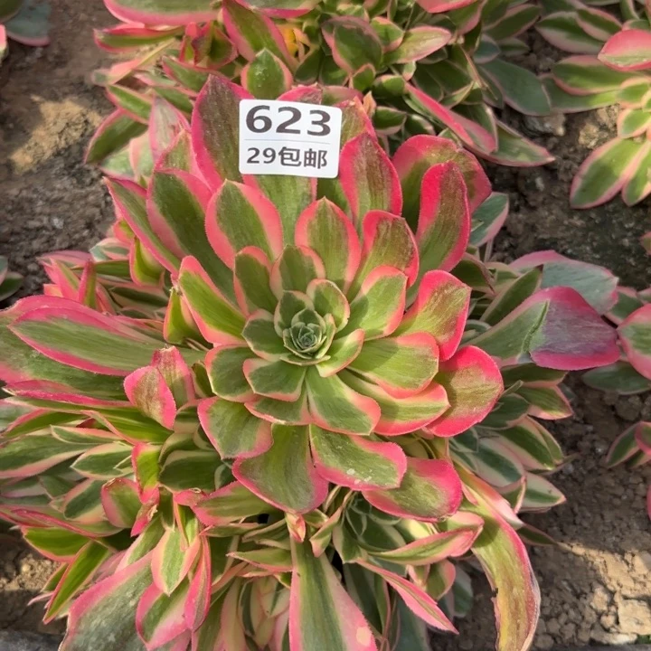 妖月……多肉植物的