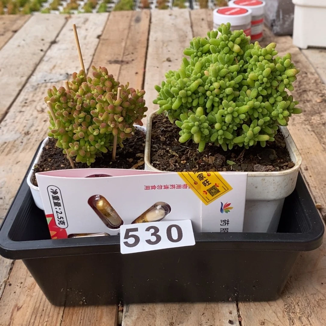 枝干番杏多肉植物530