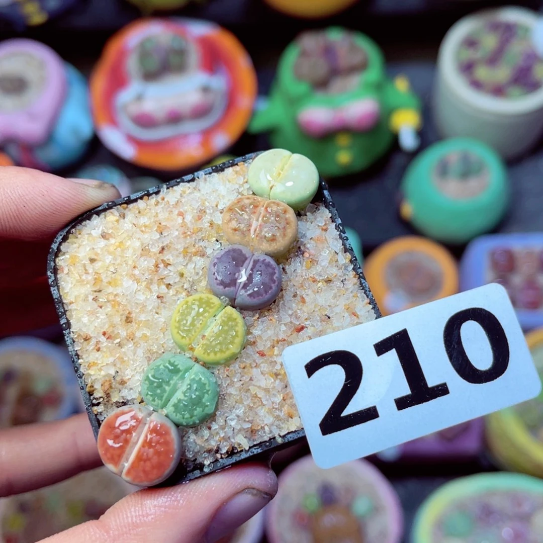 210生石花带盆发