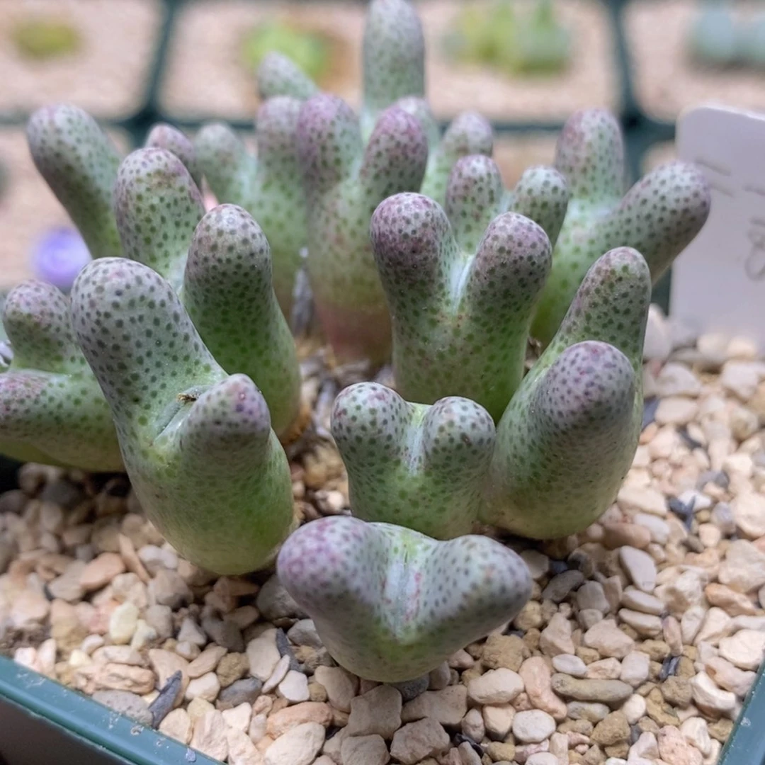 脚****acop125泡点大班马好看好看