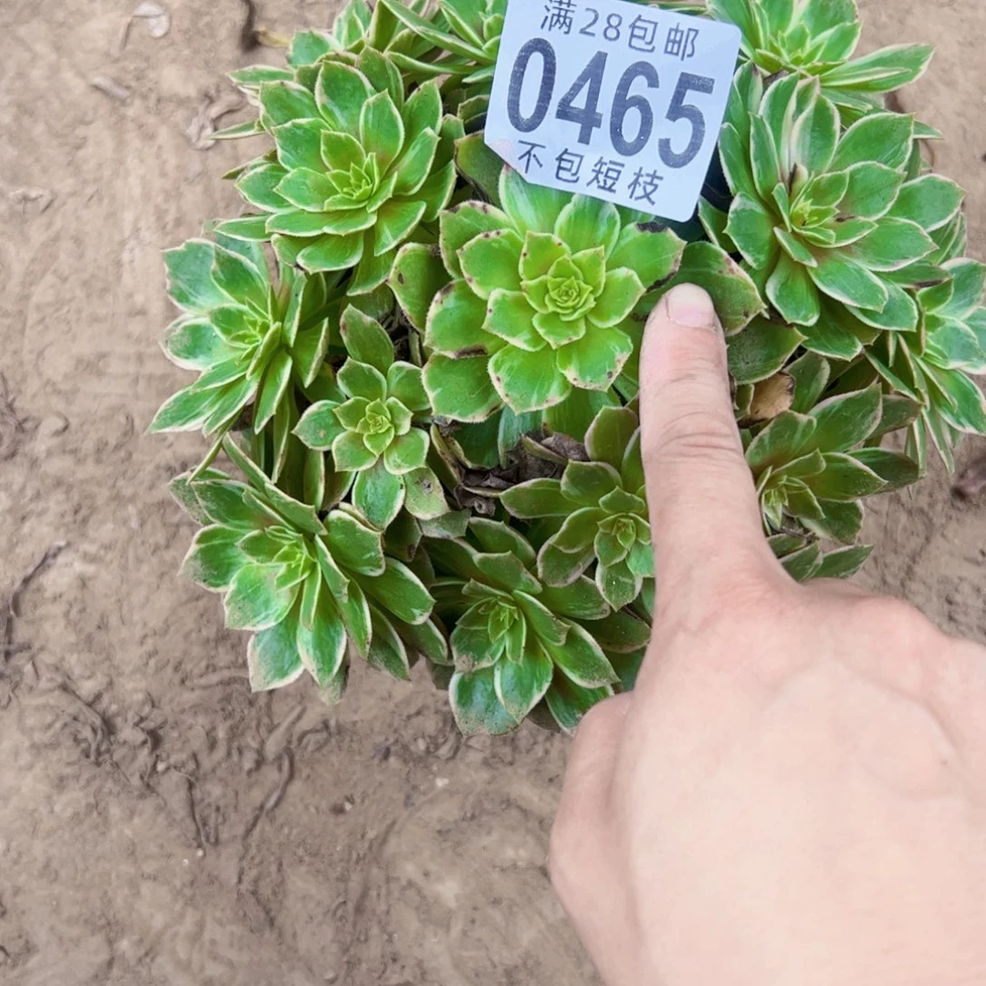 0465万话筒多肉植物法师