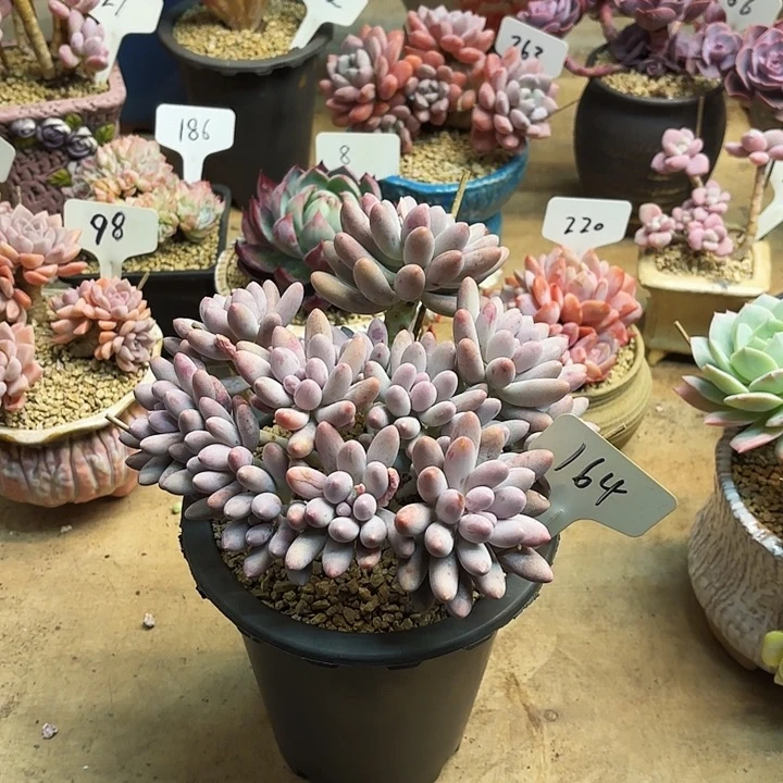 多肉植物，汤圆164号
