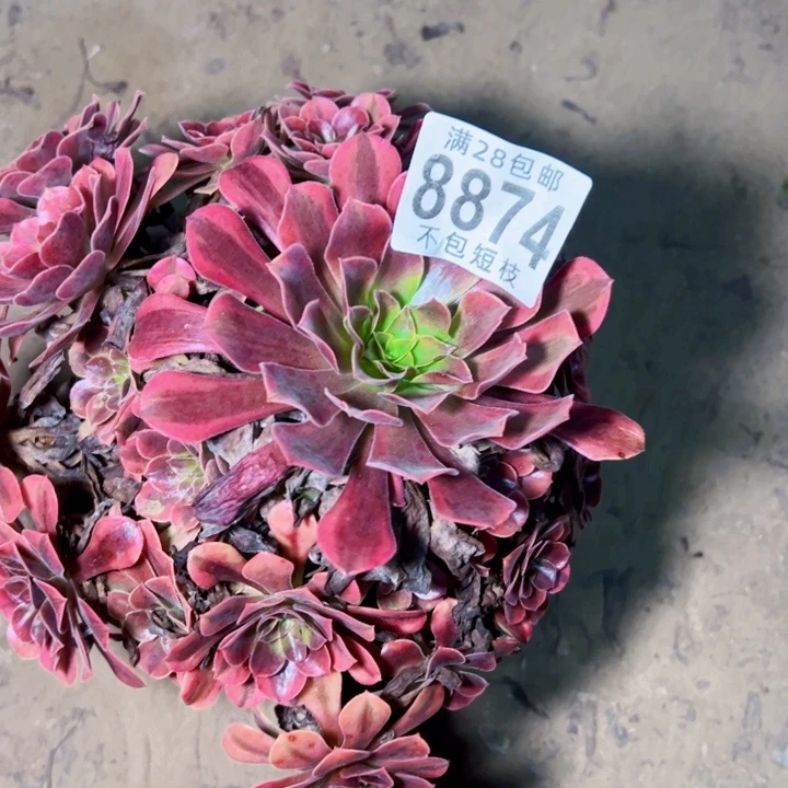 美杜莎多肉植物8874