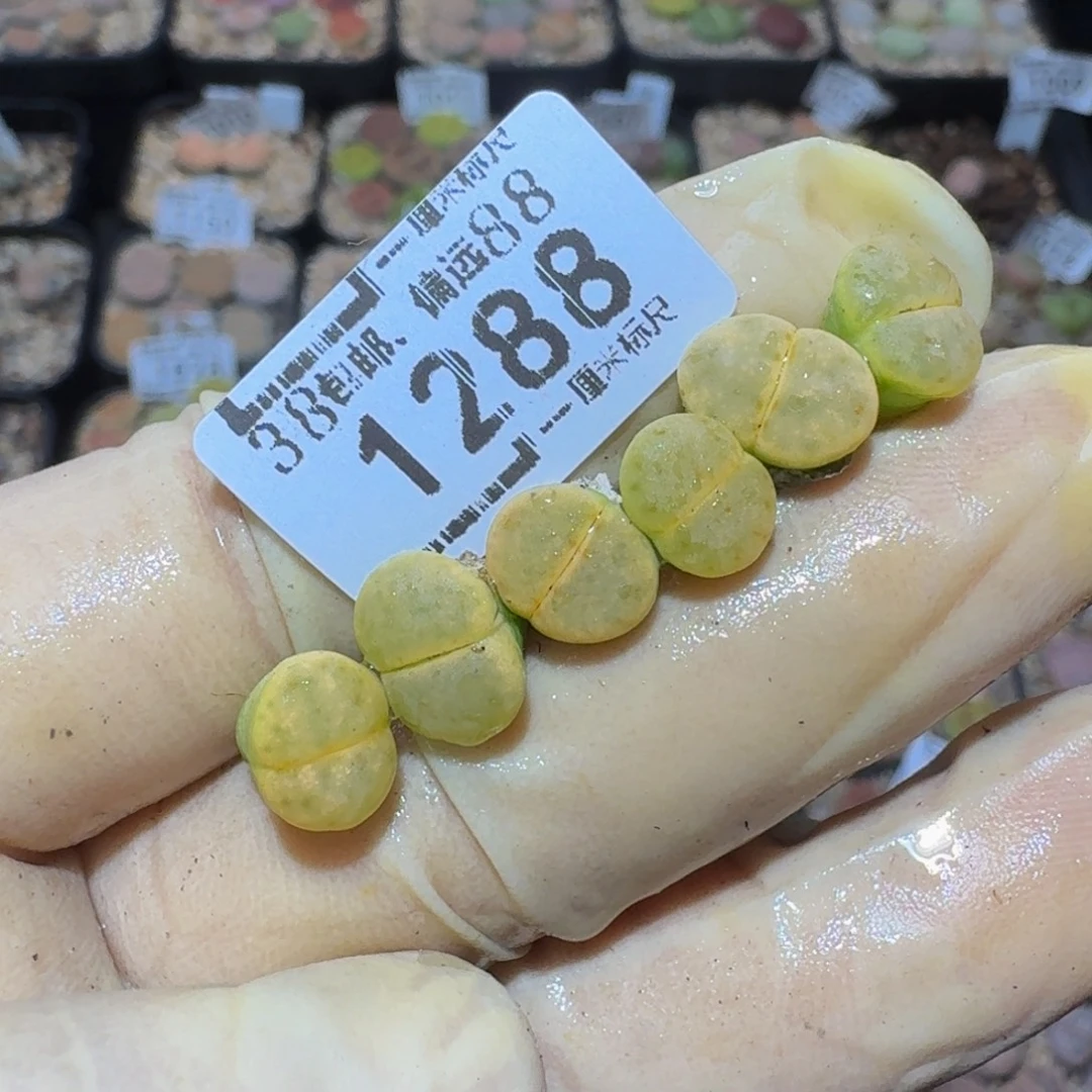 圆***○zzzx精品生石花1288