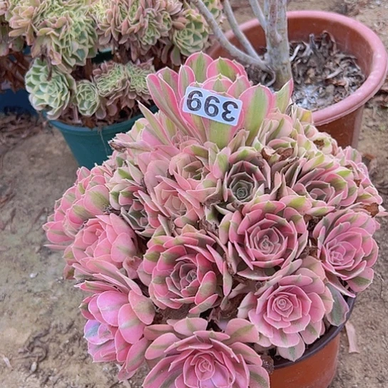 阿***吕多肉植物一个的女巫