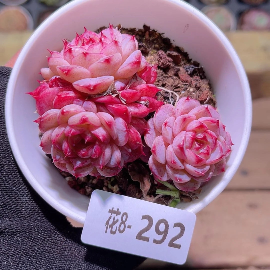 花08-292天鹅绒三头