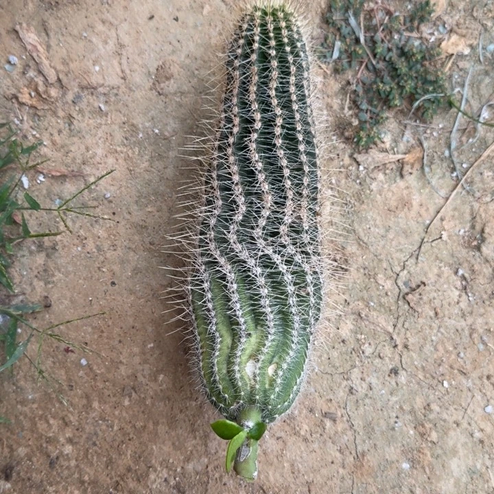 高山丽花仙人球仙人球4