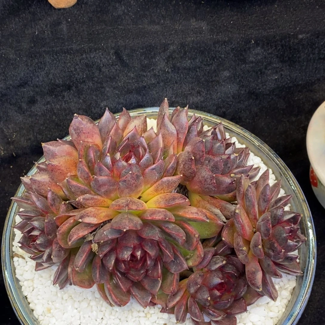 _****_血皇后多肉植物盆栽