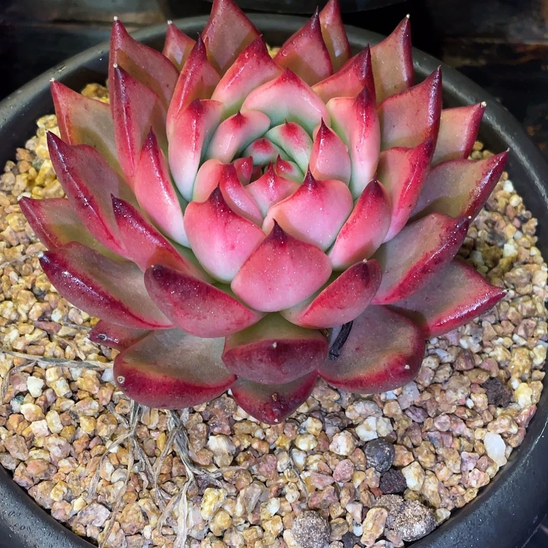 吖***妹多肉植物一物一拍