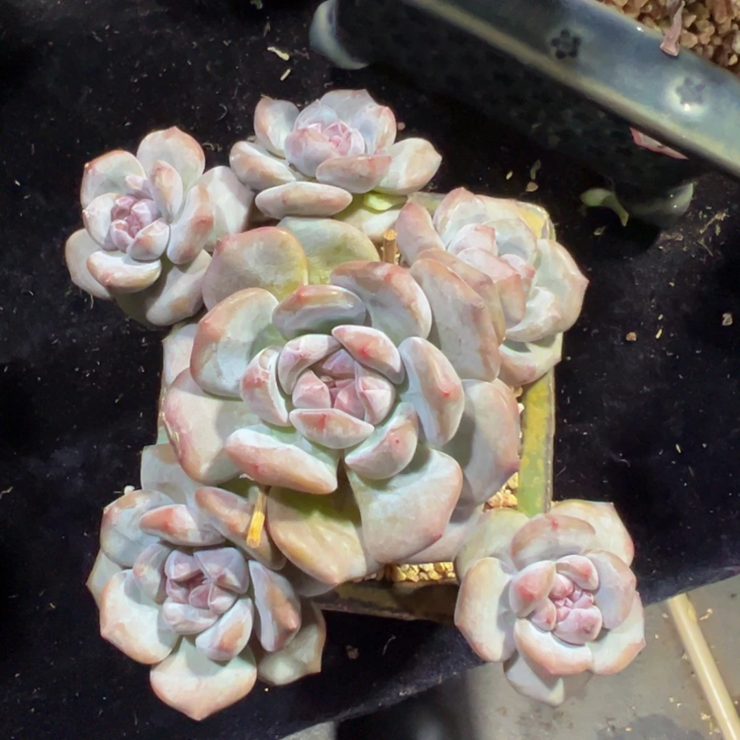 星影石榴籽自然群生