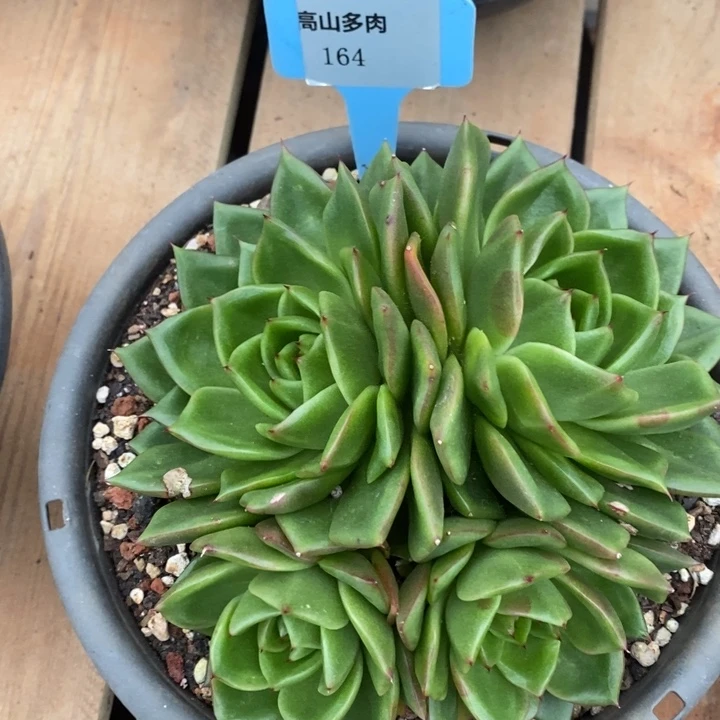 D164- 直播福利 史莱克四头