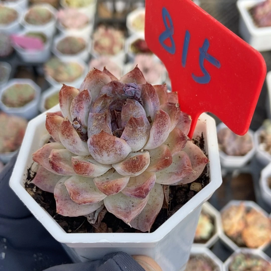 815杂交多肉植物