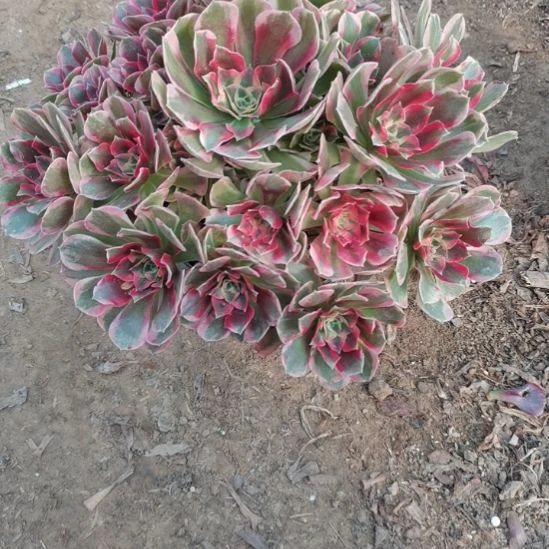 粉女郎法师多肉法师多肉3