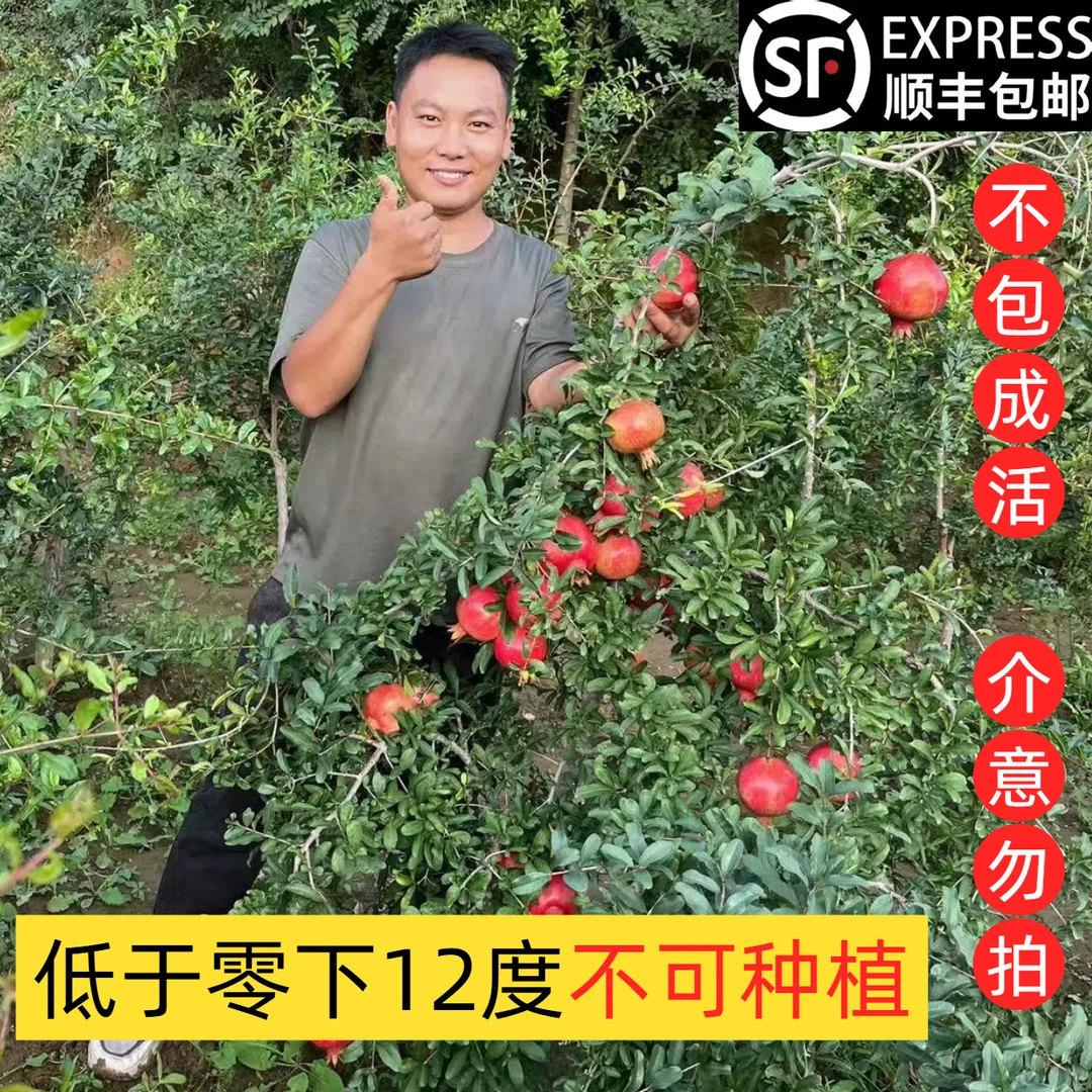 精品慕乐嫁接软籽石榴树苗盆栽地栽均可