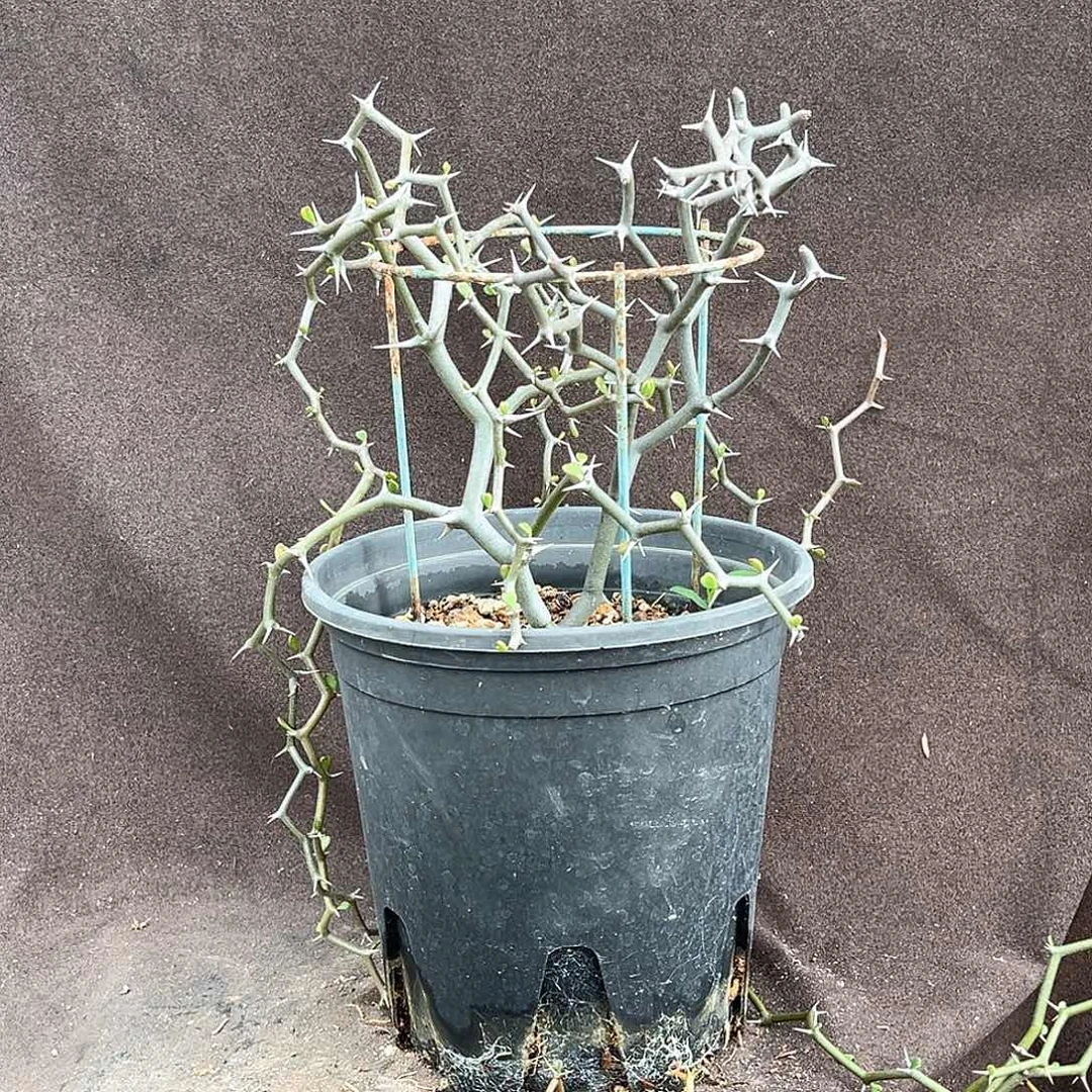 战****潮流植物 潮流植物 3011
