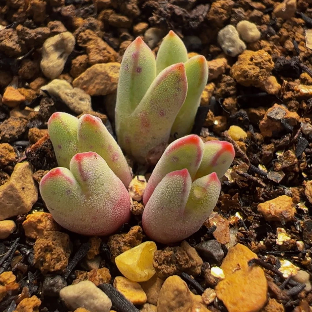 652多肉植物种类和