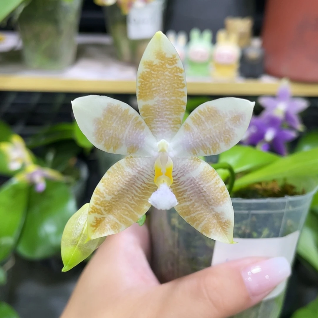 完全开放WU330开花株