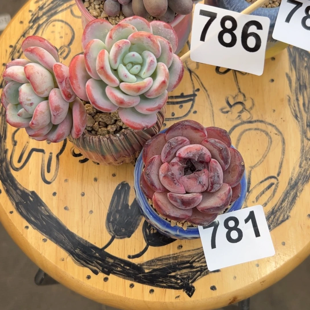 ?****?781两个多肉植物组合盆栽