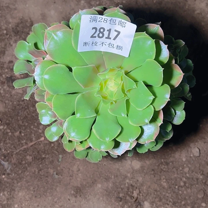 2817香妃多肉植物保护
