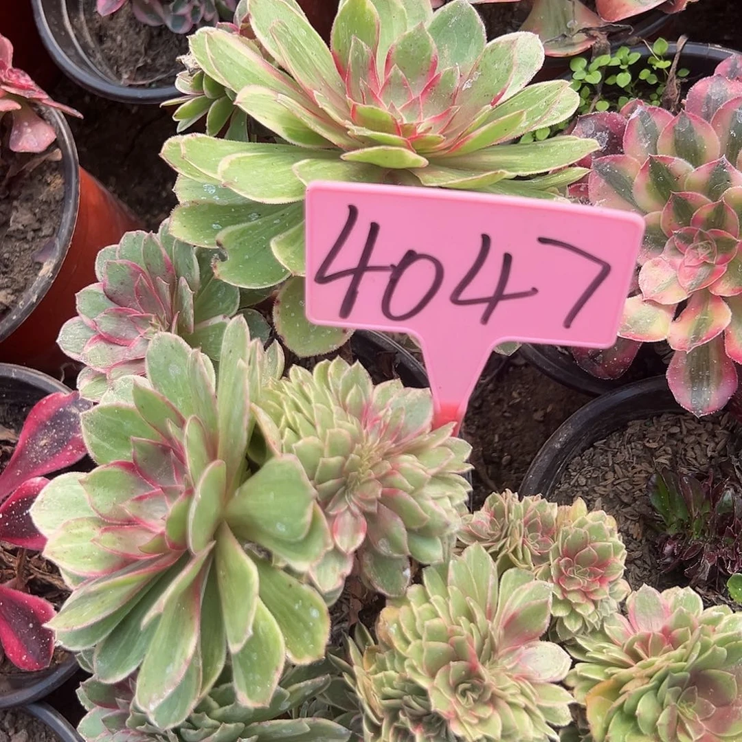 4047莲花座缀化多肉