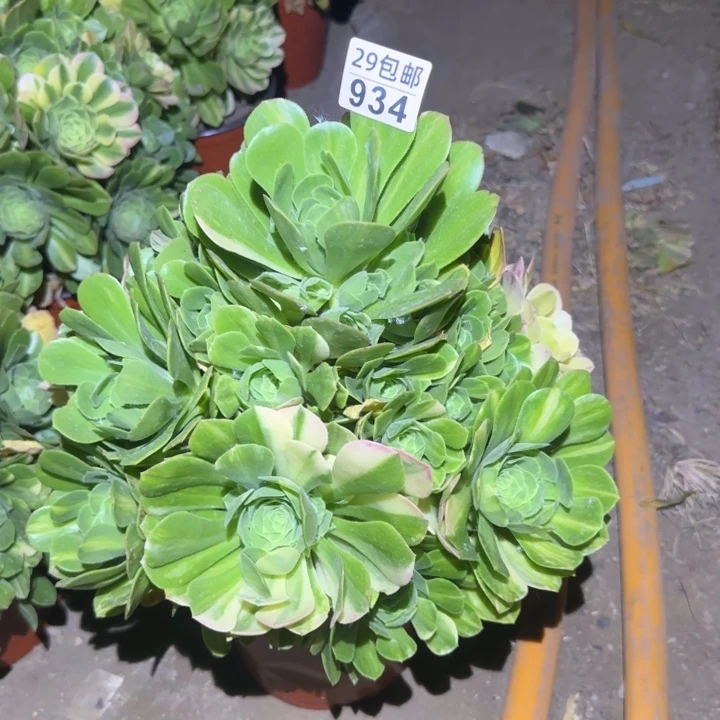五彩琉璃……多肉植物的