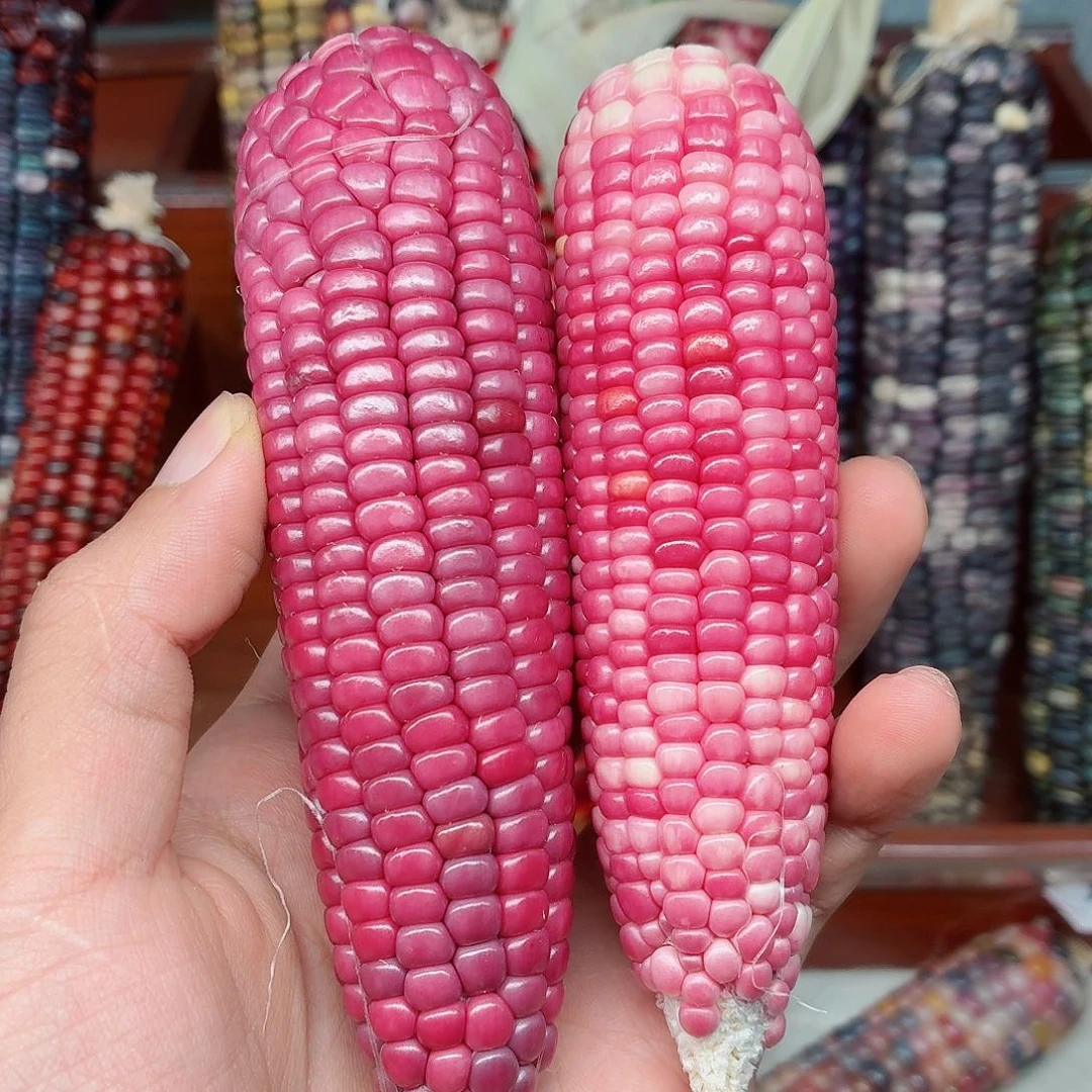 䴥***爺吊坠白玉菩提文玩玉米毛料精品