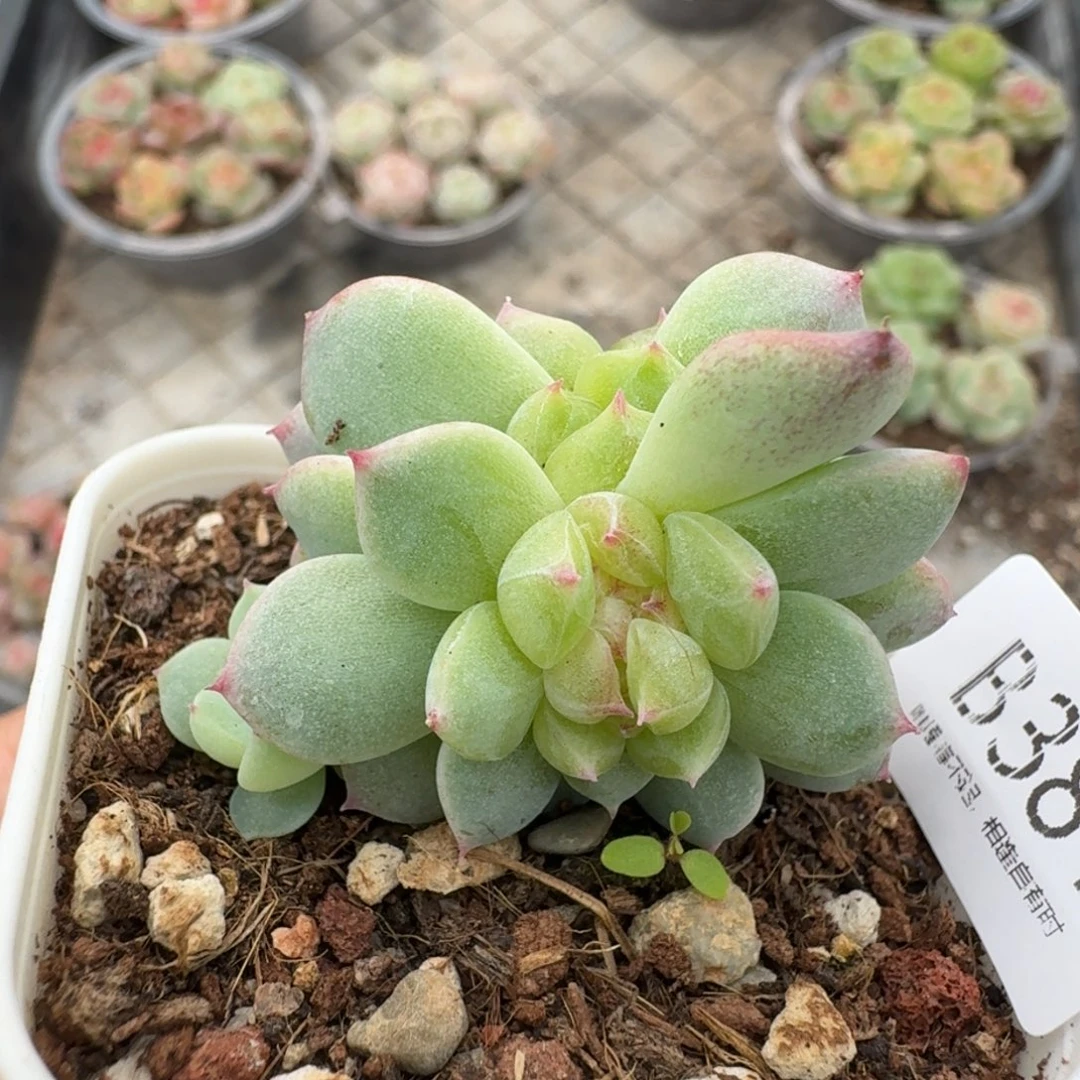 一物一拍一物一拍1101-381