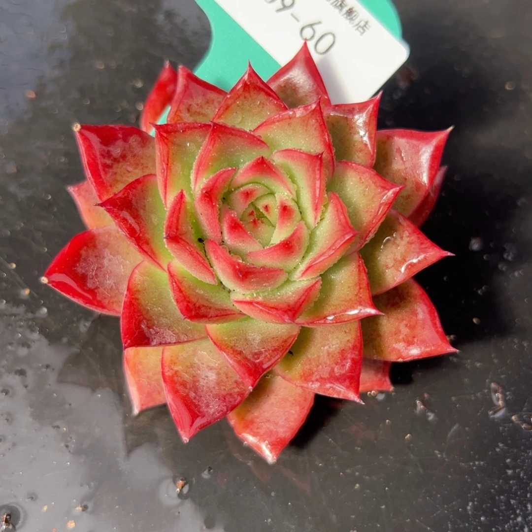 从前慢花园多肉编号1209-60