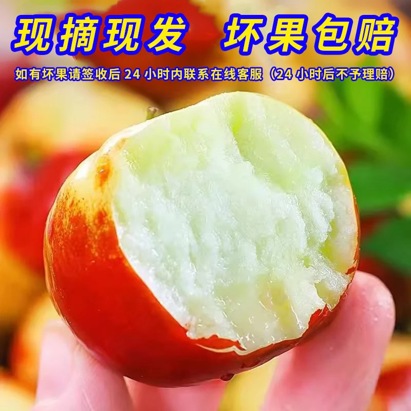 云南蟠枣新鲜现摘脆甜多汁潘枣稀有水果枣子孕妇适用