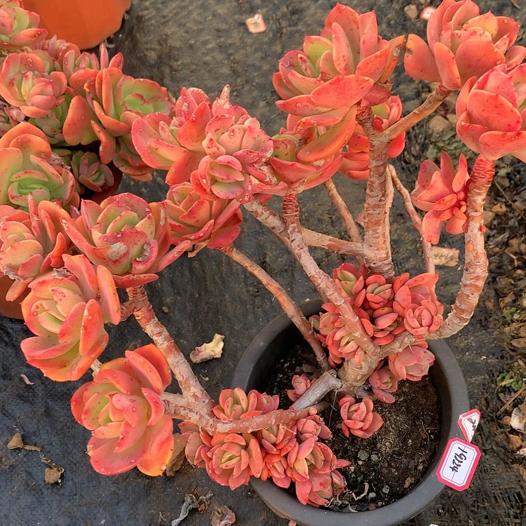 香*克里斯丁多肉19224