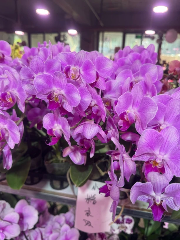 粉天使蝴蝶兰，单颗