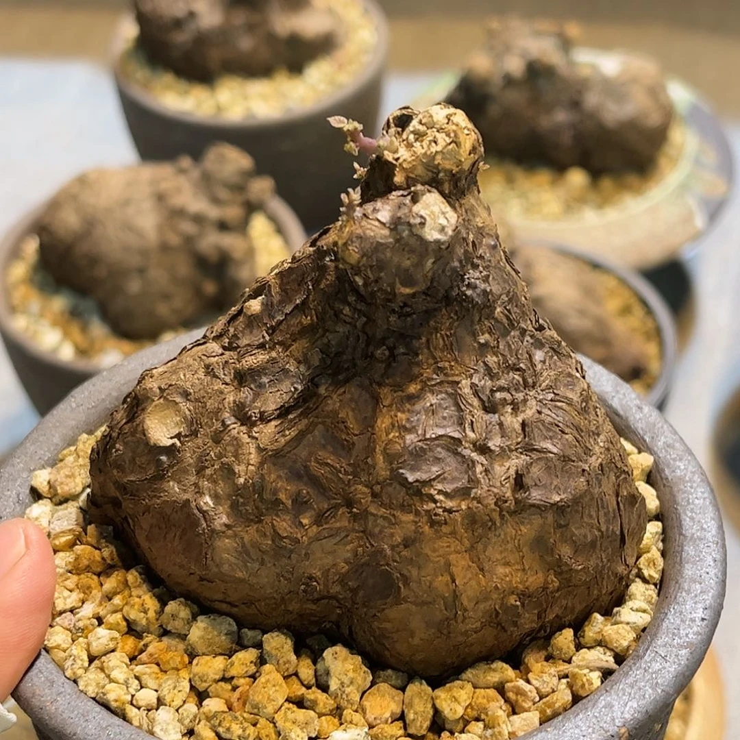潮流植物 一叶龟 有芽