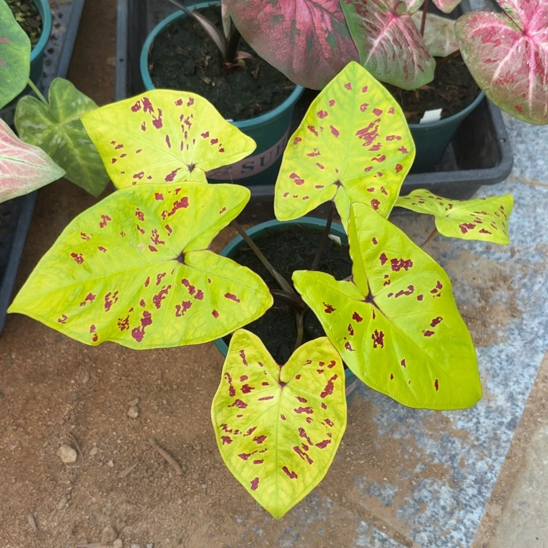 秋香泰国彩叶芋87-1014