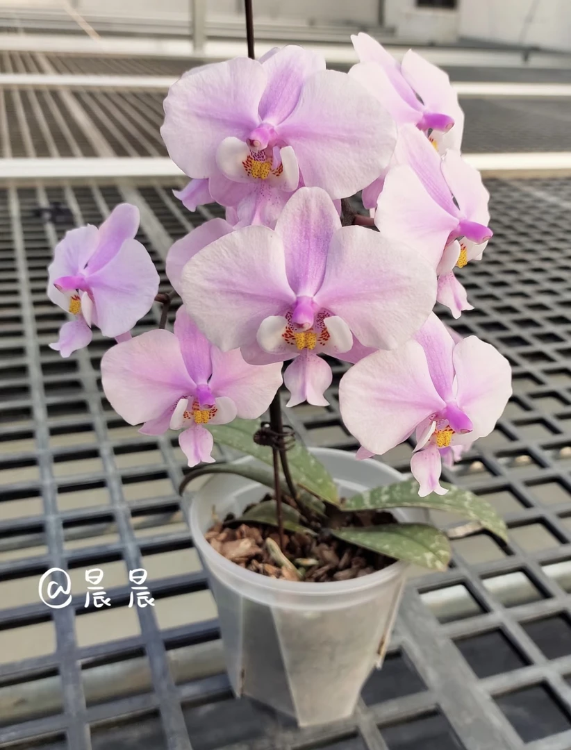 【虎斑西雷利微瑕】蝴蝶兰虎斑西雷利4.5寸未出梗发货