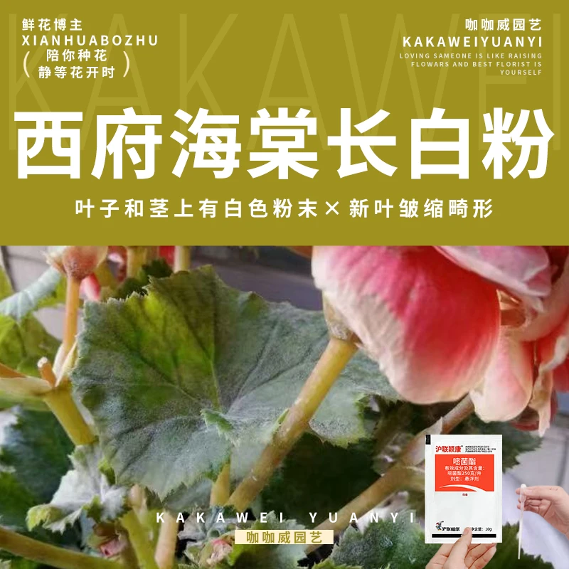 西府海棠白粉病专用药叶片茎有一层白粉状霉层叶片变黄干枯脱落‌