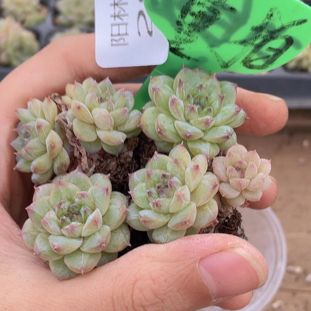 量拍多肉植物多肉植物297