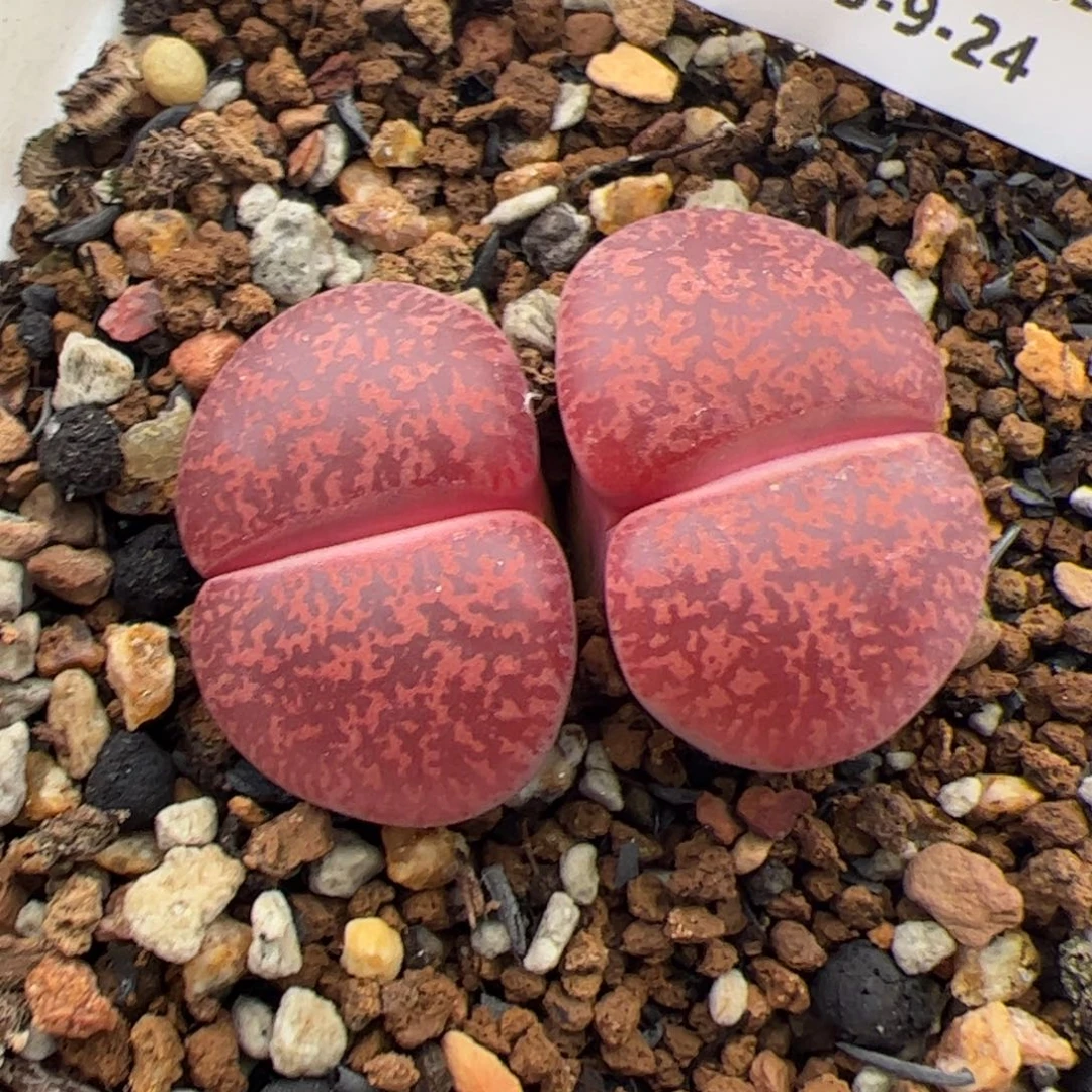 050号酒红多肉植物