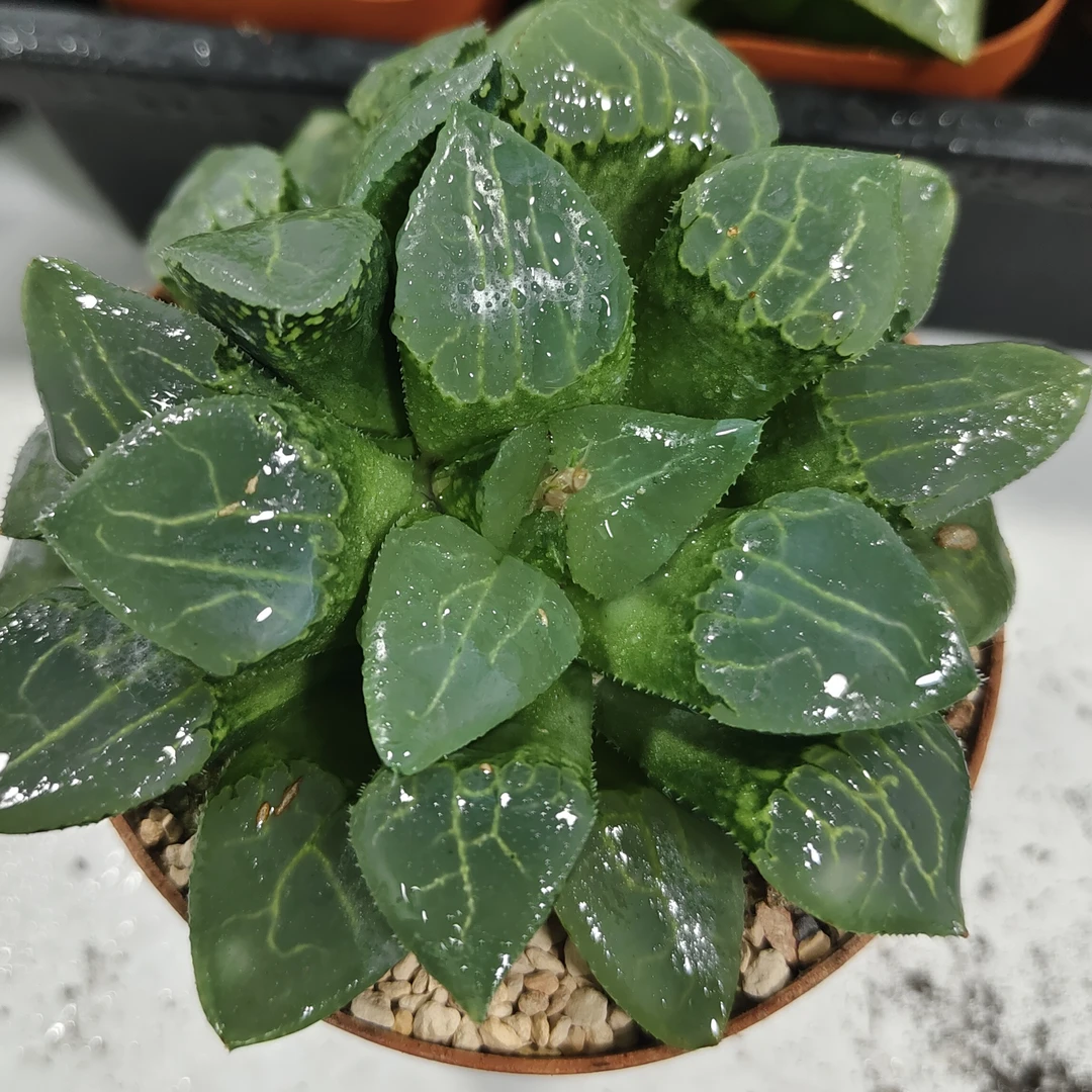 【母本沁影克】多肉植物（满16包邮）