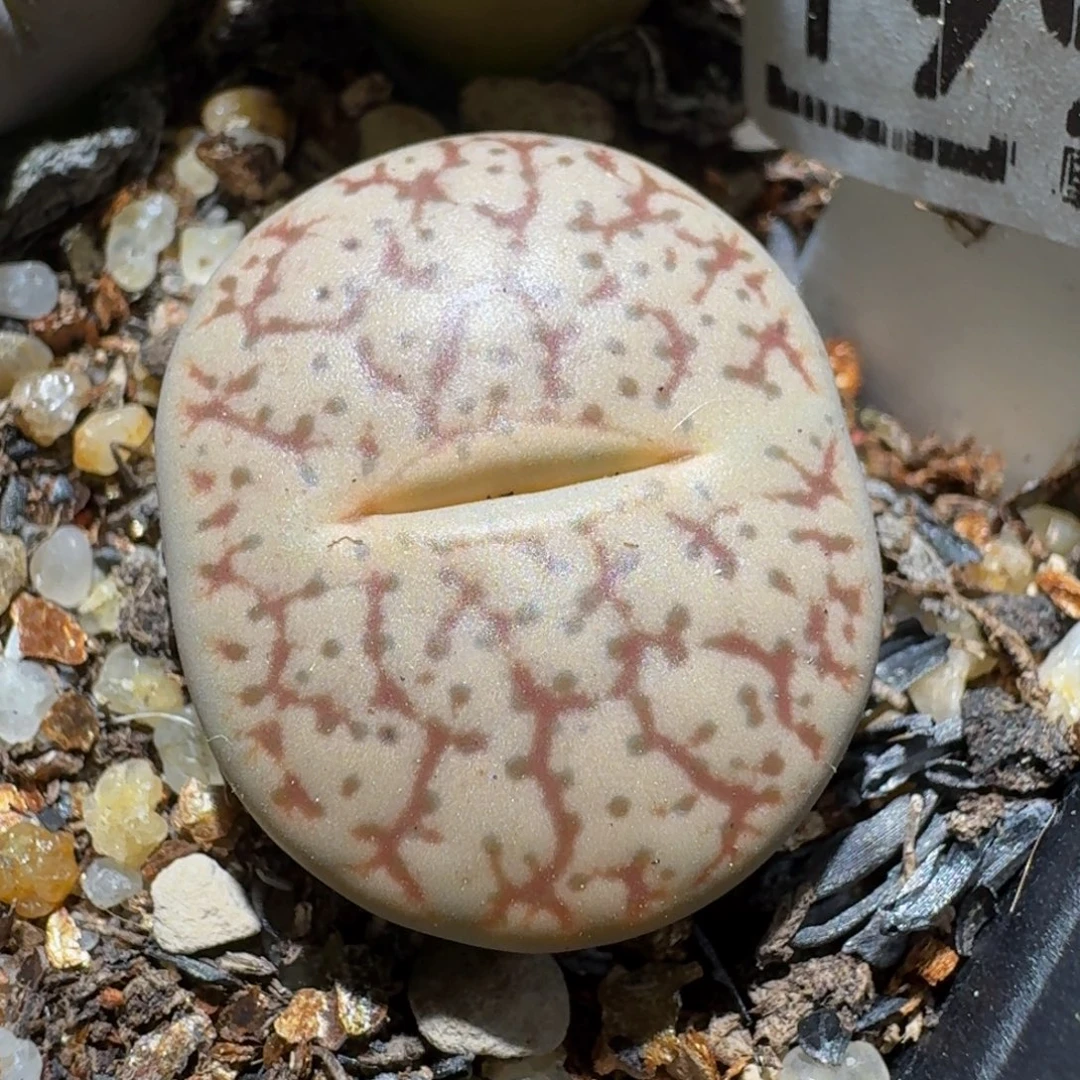 板娘亏本卖货了1990