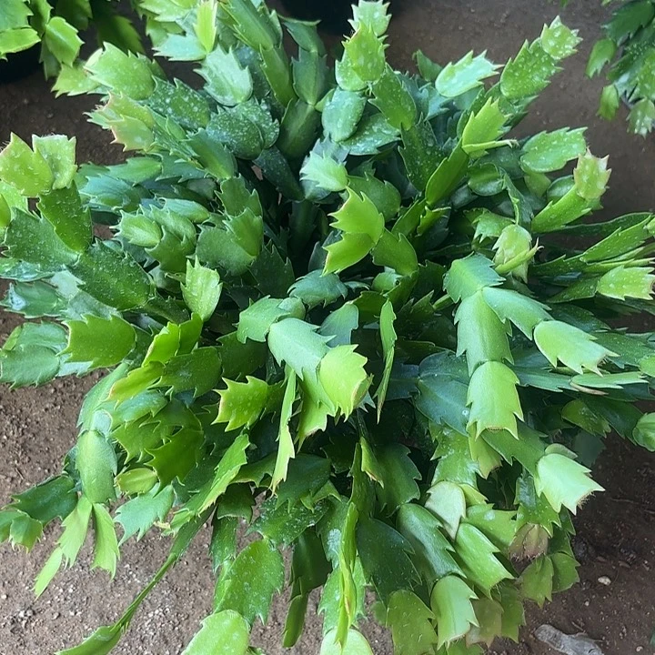 用***2当前无花栽培后可以开花