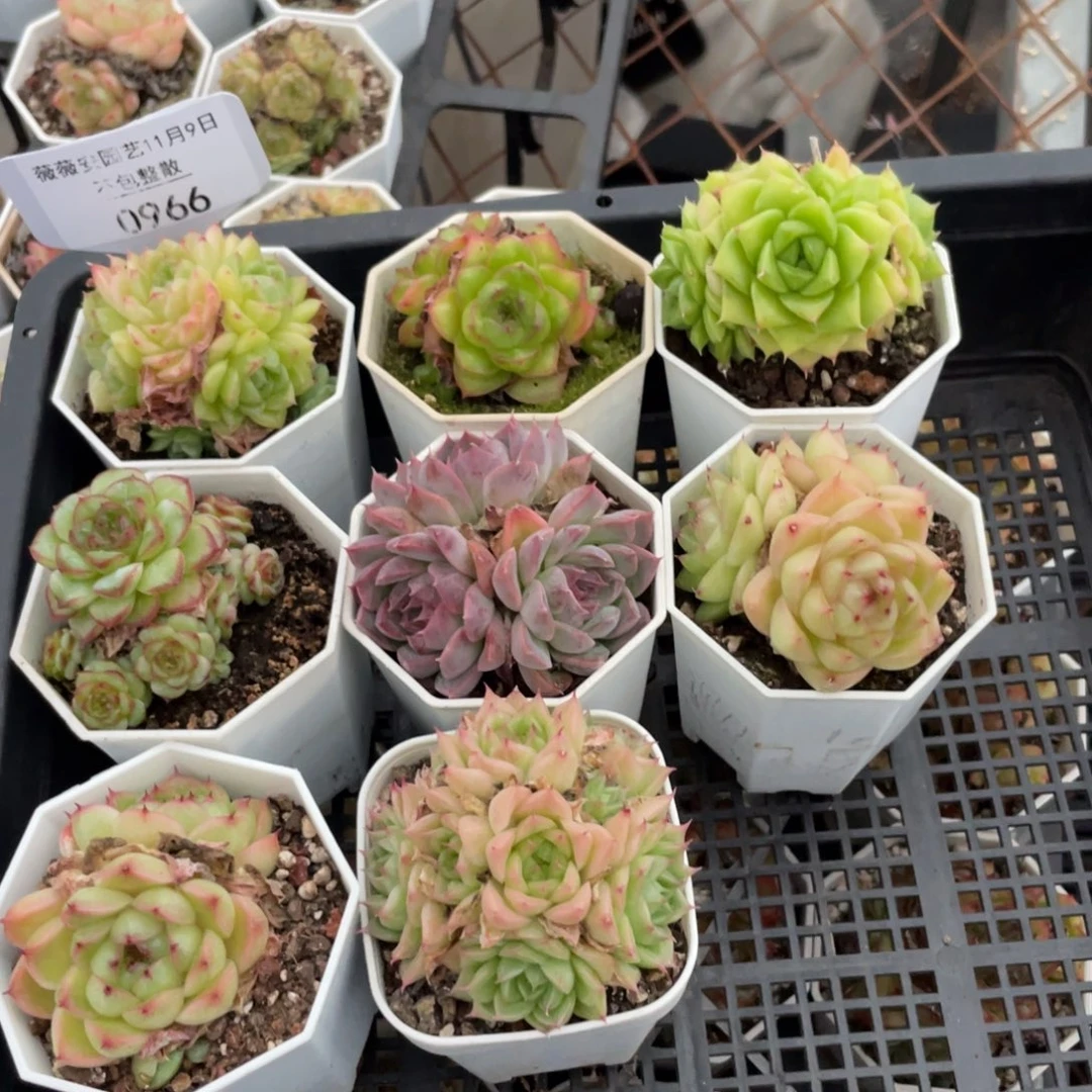 不包整散 盆子不售后0966