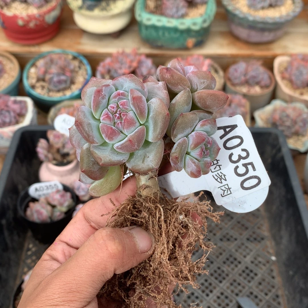 A0350 突尼斯高杆小树 有砍 8cm