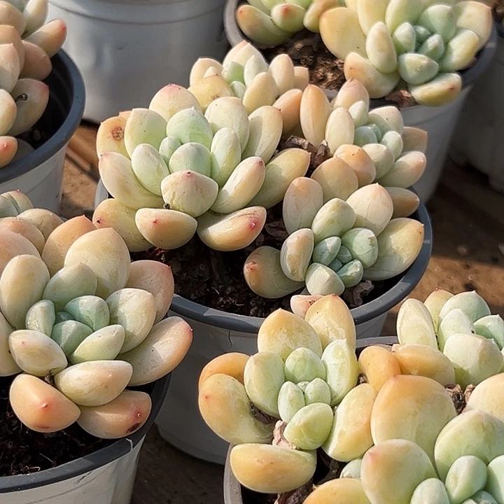 多头            奶油      美人