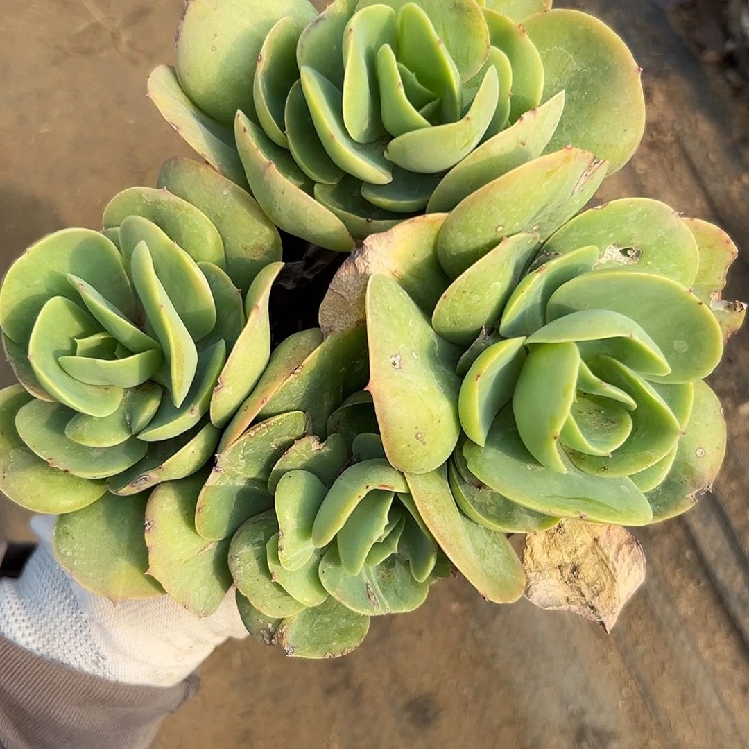 碧桃多肉植物植物营养液