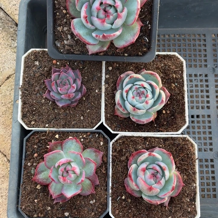 ༺***༻多肉植物 惊鸿仙子-4