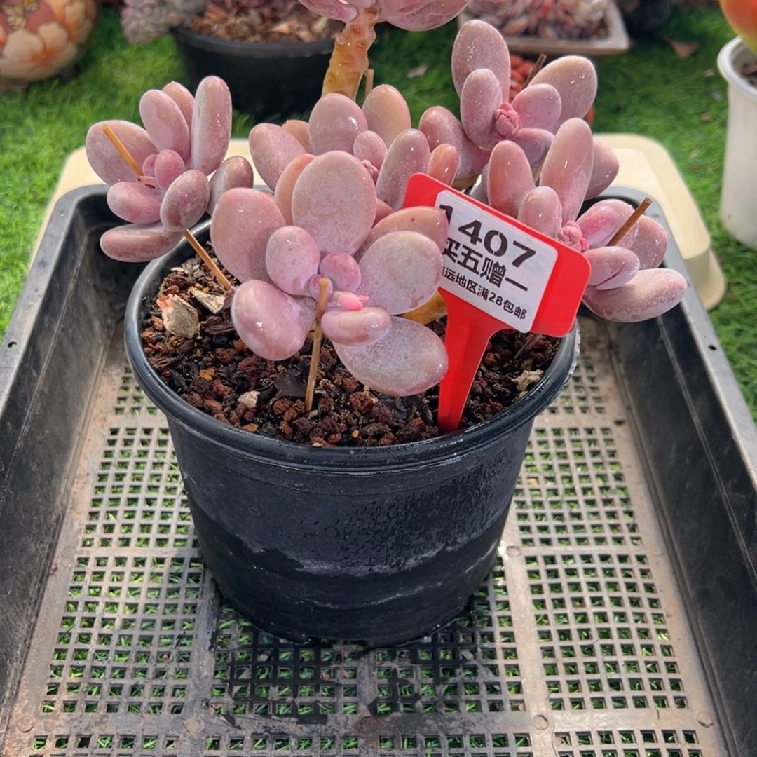 表妹精品多肉1407.