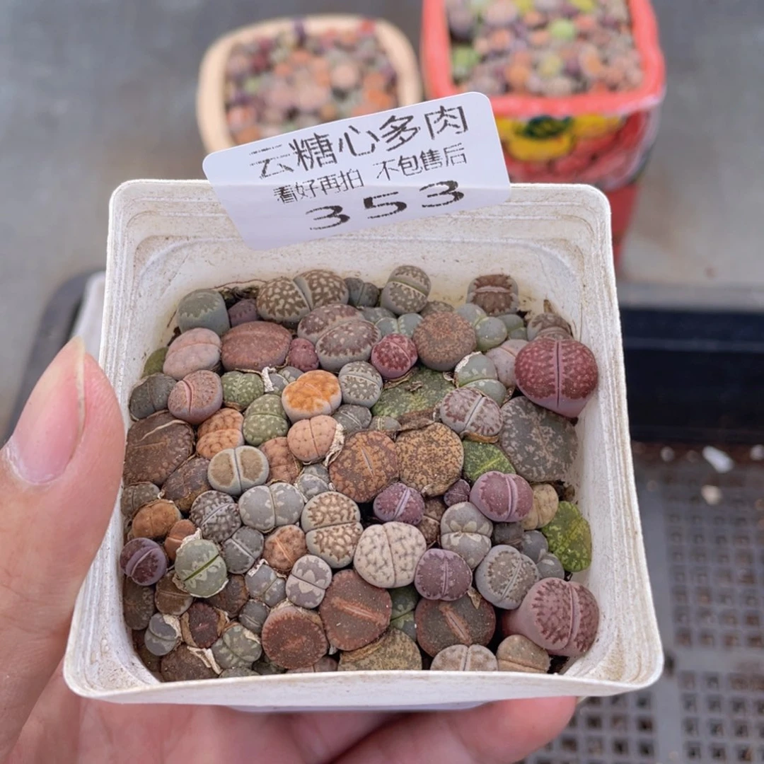 云糖心多肉植物353